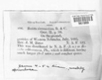 Disciseda circumscissa image